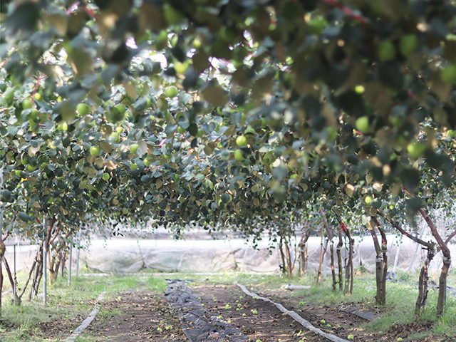棗子在種植上一般會搭設棚架，圖為位於屏東高樹的棗子果園。陳英豪攝影