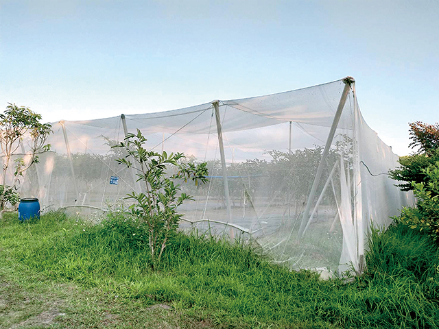 棗子在種植上多會採用「網室栽培」，有助於減少蟲害。陳英豪攝影
