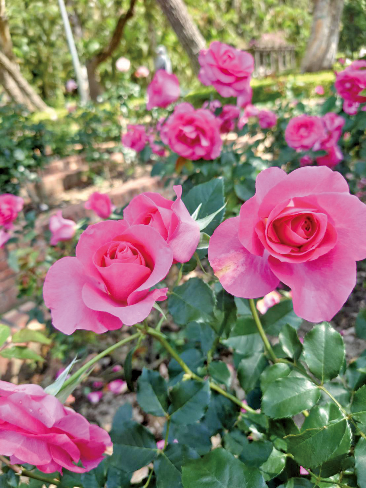 玫瑰園歷史悠久，是蔣夫人最喜愛的花園。