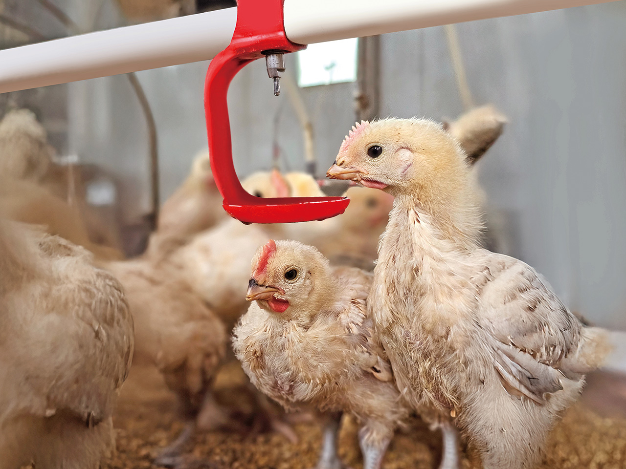 透過AI智能系統可以從飼料、飲用水的量的變化，獲悉雞隻的成長狀況。芳茲提供