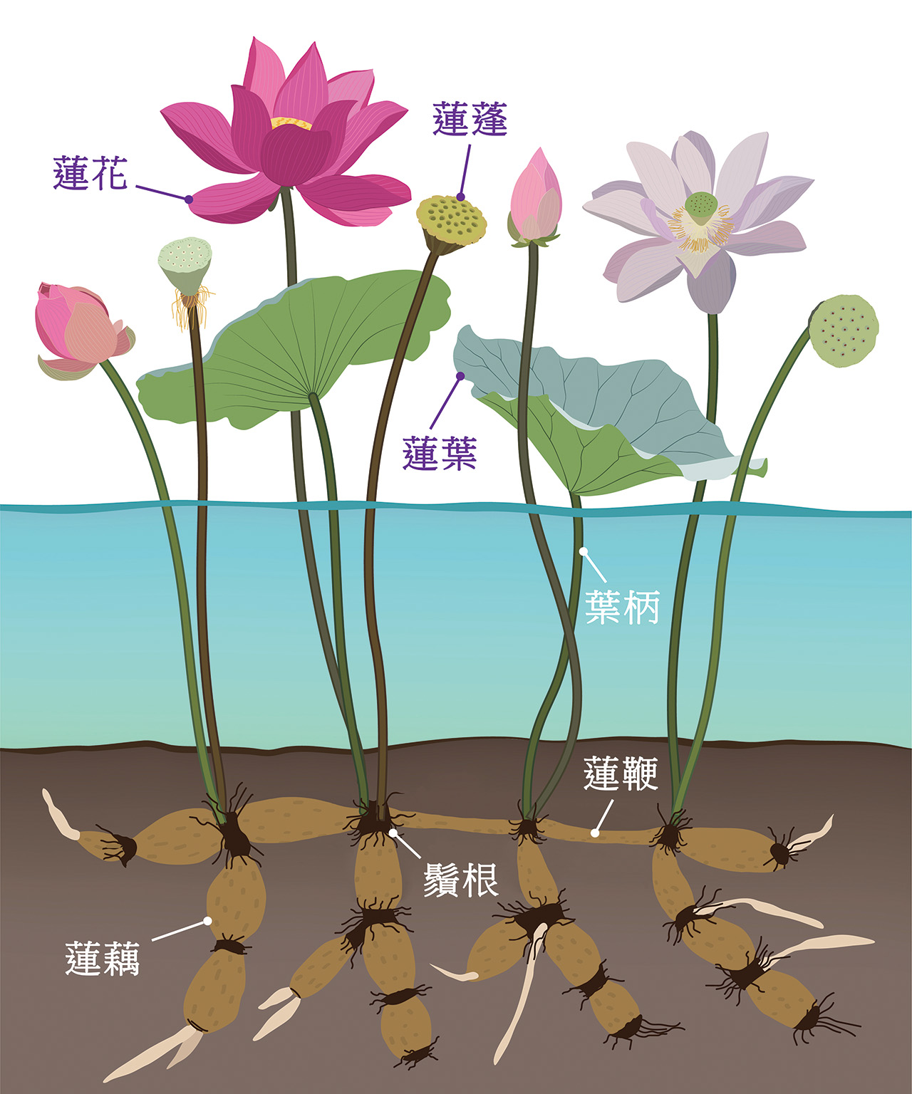 蓮花為蓮科蓮屬的出水植物，我們食用的蓮藕為其植株的「地下莖」。