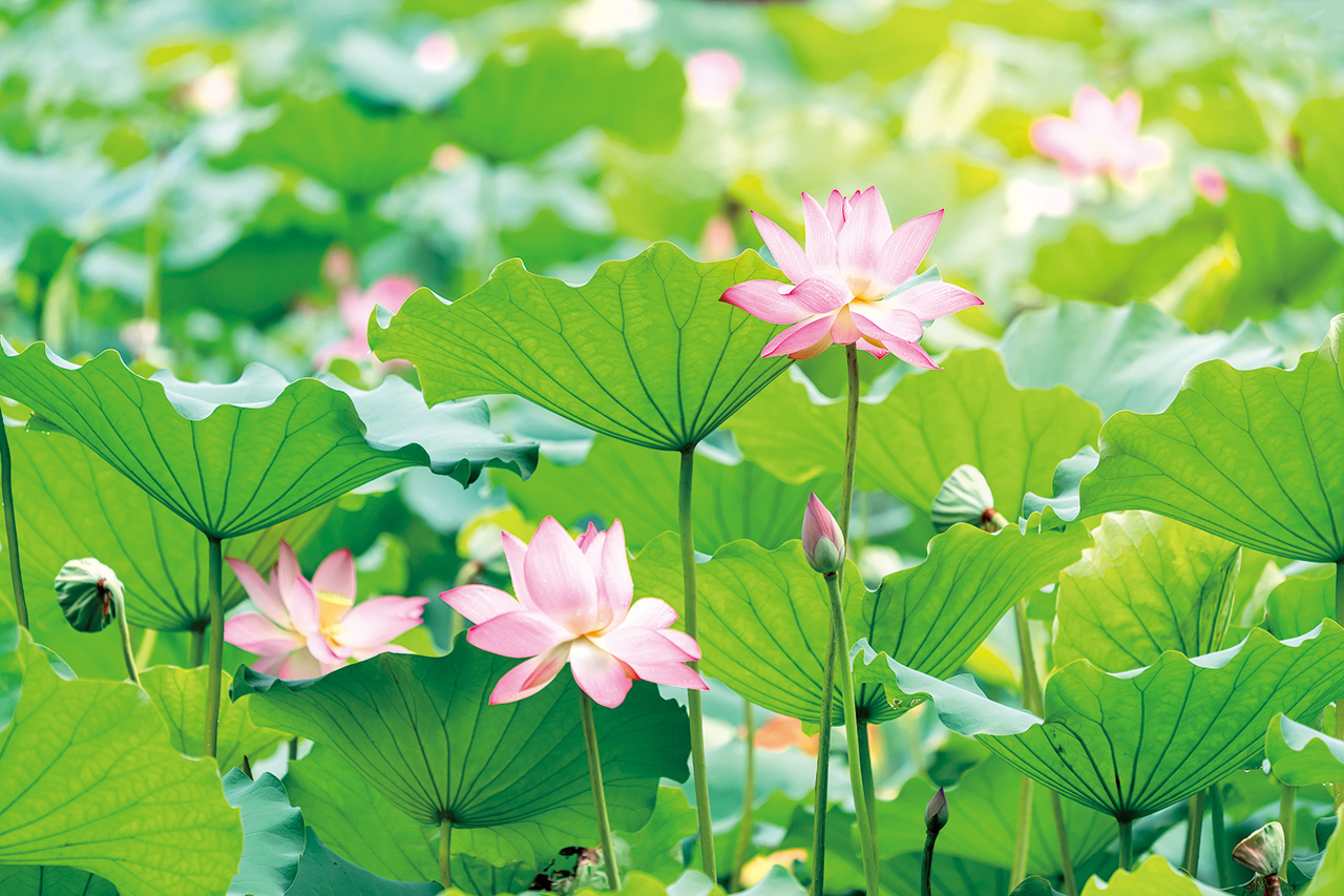 夏日盛開的蓮花，此時植株正處於旺盛的生長階段。