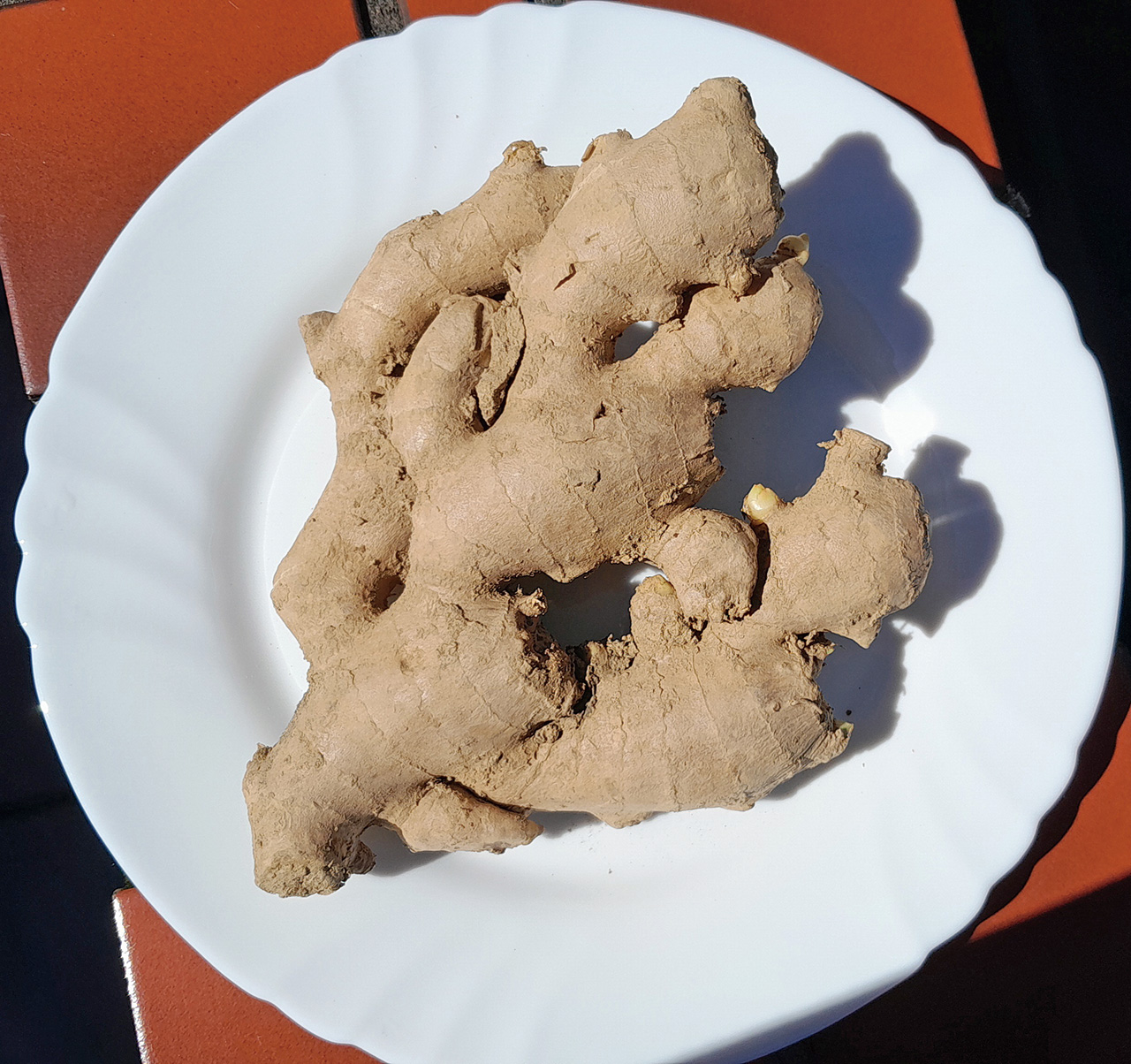 老薑呈深褐色,表皮粗糙帶纖維,肉質緊縮。愈粼粼攝影
