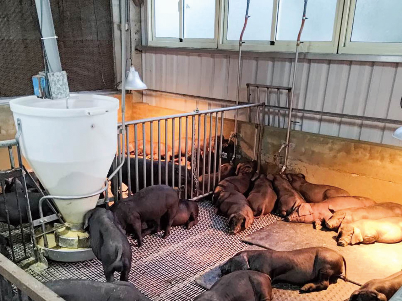 台灣本土黑豬飼養業者王文通將豬舍改造為高床位，便於清潔、消毒。王義銘提供