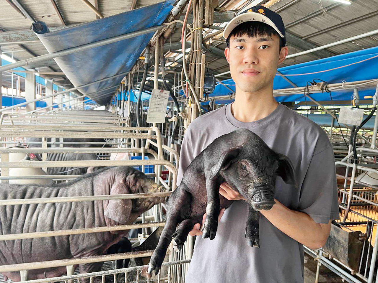 曾仁德從飼料領域轉往飼養本土黑豬現場，曾花不少時間累積經驗。圖為一起幫忙現場工作的兒子。曾仁德提供