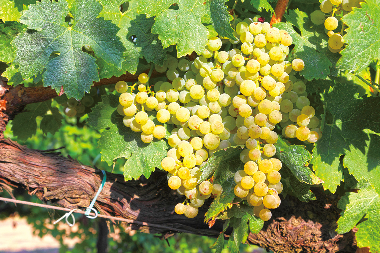 翠比安諾(Trebbiano)為製作「傳統巴薩米克醋」最主要的葡萄品種。