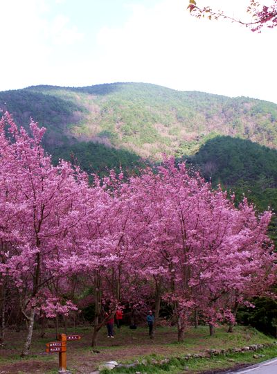 武陵农场 染遍山野的红