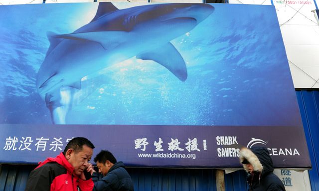 中国鱼翅消费占全球鱼翅贸易和消费的95%以上，但官员「戒」鱼翅需等三年，引起非议。Getty Images