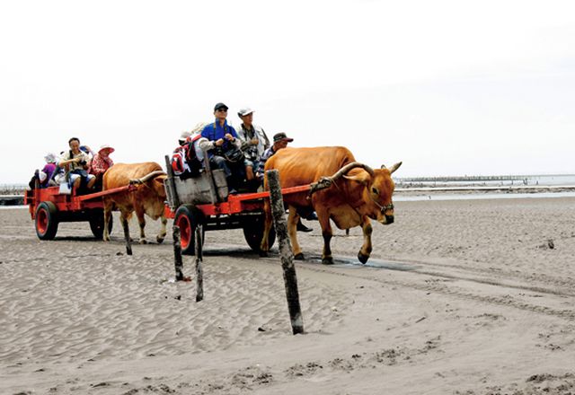 硕果仅存的海牛车队，平日载蚵，假日则成为观光车。