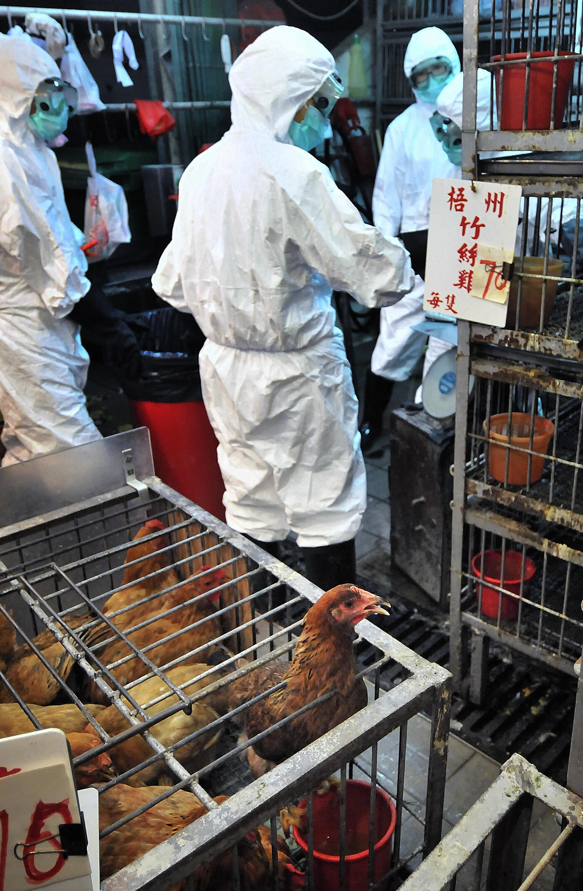 今年端午节前夕，香港食物及卫生局局长周一岳公布禽流感检疫报告，证实从街市抽取的5个鸡粪样本，带有H5N1禽流感病毒。