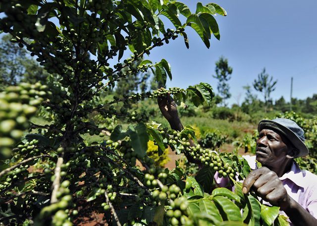 咖啡树上不仅只有咖啡豆具有经济价值，就连咖啡叶也可以用来制成饮料饮用。图为非洲肯亚的阿拉比卡咖啡树。Getty Images
