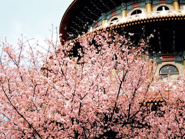 天元宮前種植的櫻花原為台灣山櫻花，經過和日本吉野櫻嫁接成功後，結合了山櫻花和吉野櫻的特色，花朵紅白相間，十分特別。