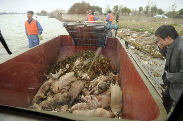 鱼米之乡─嘉兴，从几十年前荷塘处处，菱藕飘香的江南水乡，变成了年产猪粪数千万吨，遍地死猪的污染腐臭之地。Getty Images