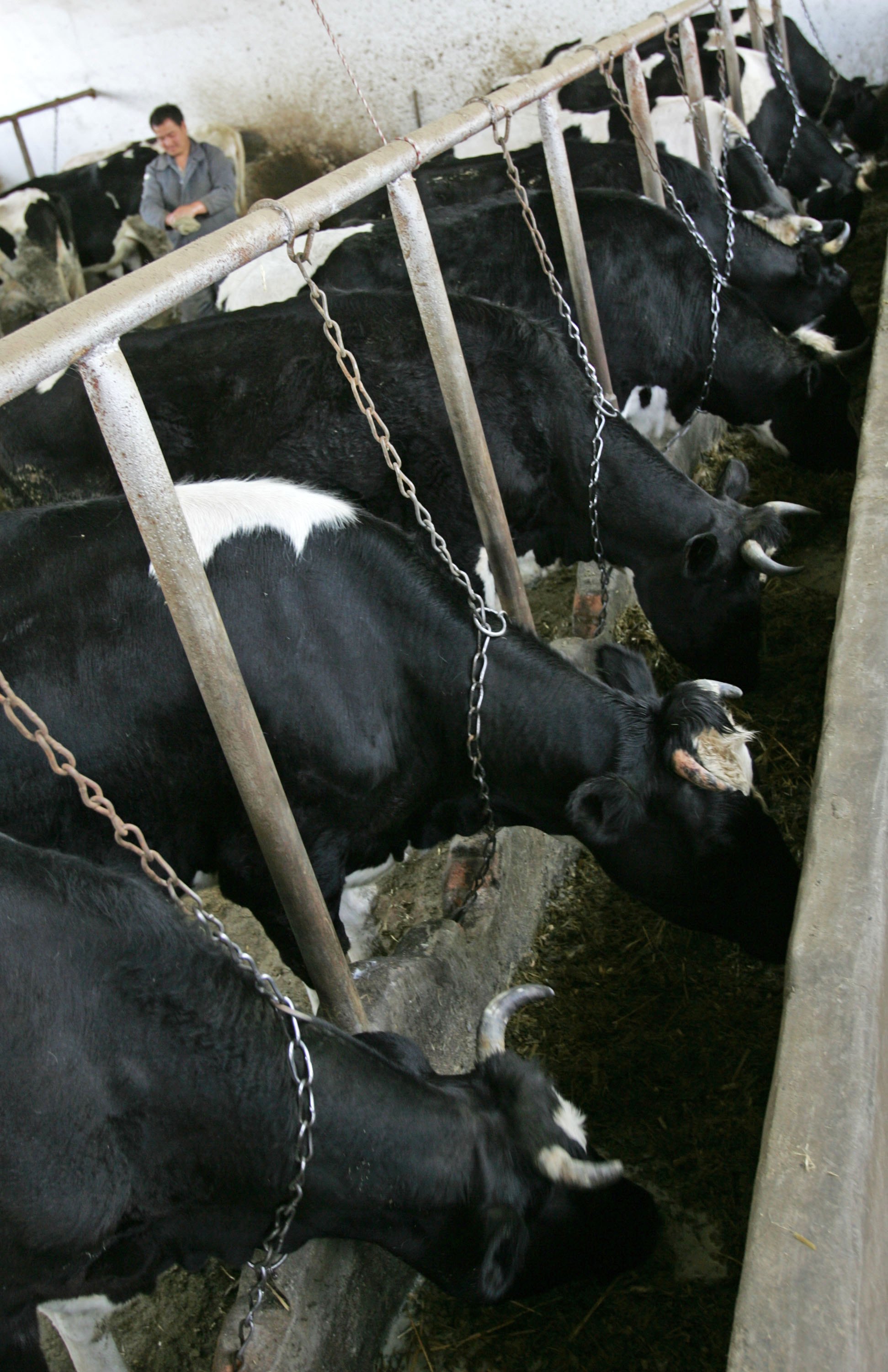 中國傳出動物飼料內已混入三聚氰胺生產廢料製成的「廢料蛋白精」,恐造成肉品與水產大範圍污染。