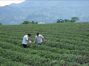 茶王、茶仙 高手种出一片天