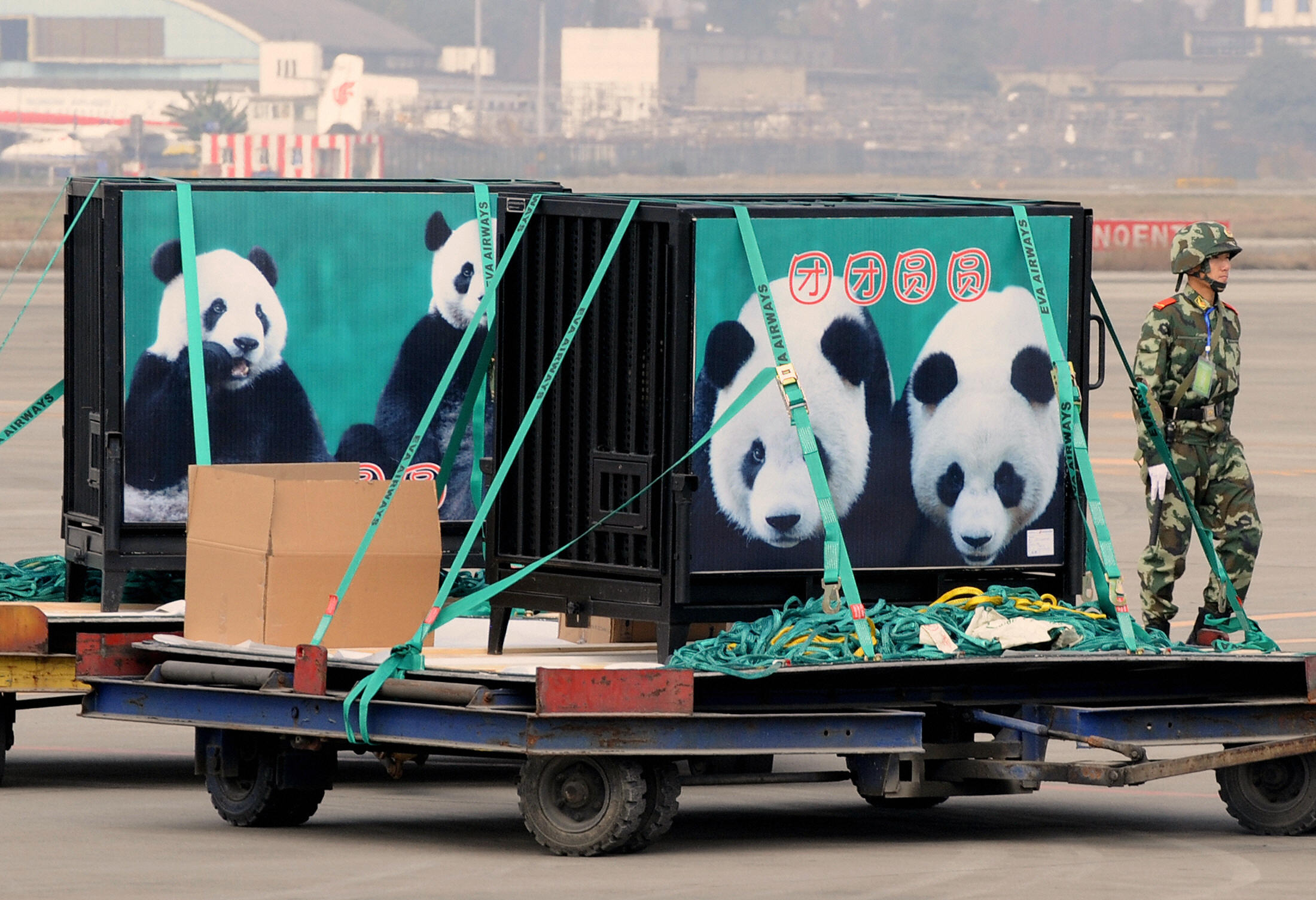 2008年12月23日，熊猫团团、圆圆由解放军护送至成都机场搭机来台。Getty Images