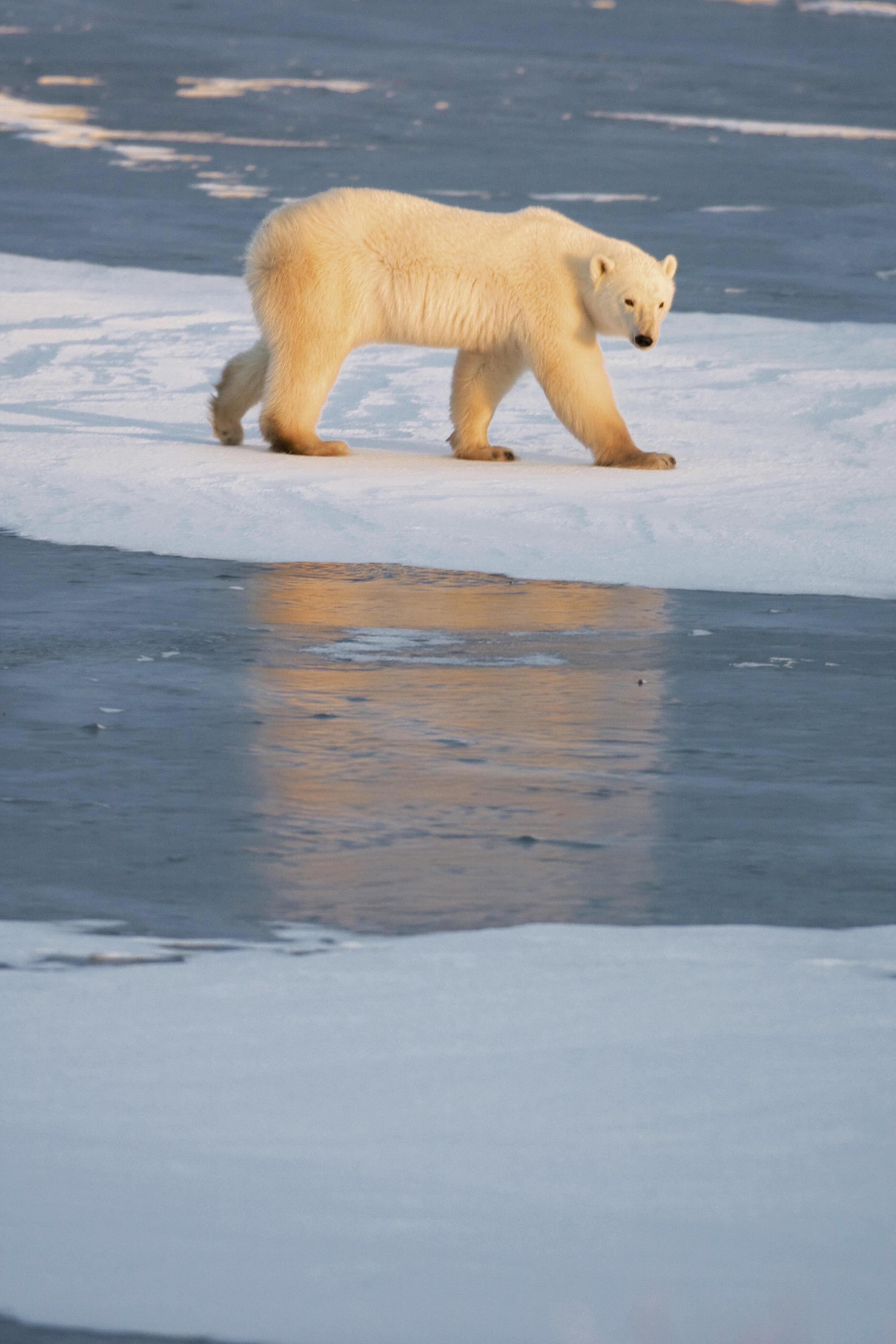 北极熊全年以浮冰为家，并以其作为觅食和抚育下一代的居所。如果冰棚大量融化，甚至与陆地分家，那么北极熊就越来越没有安身之处。