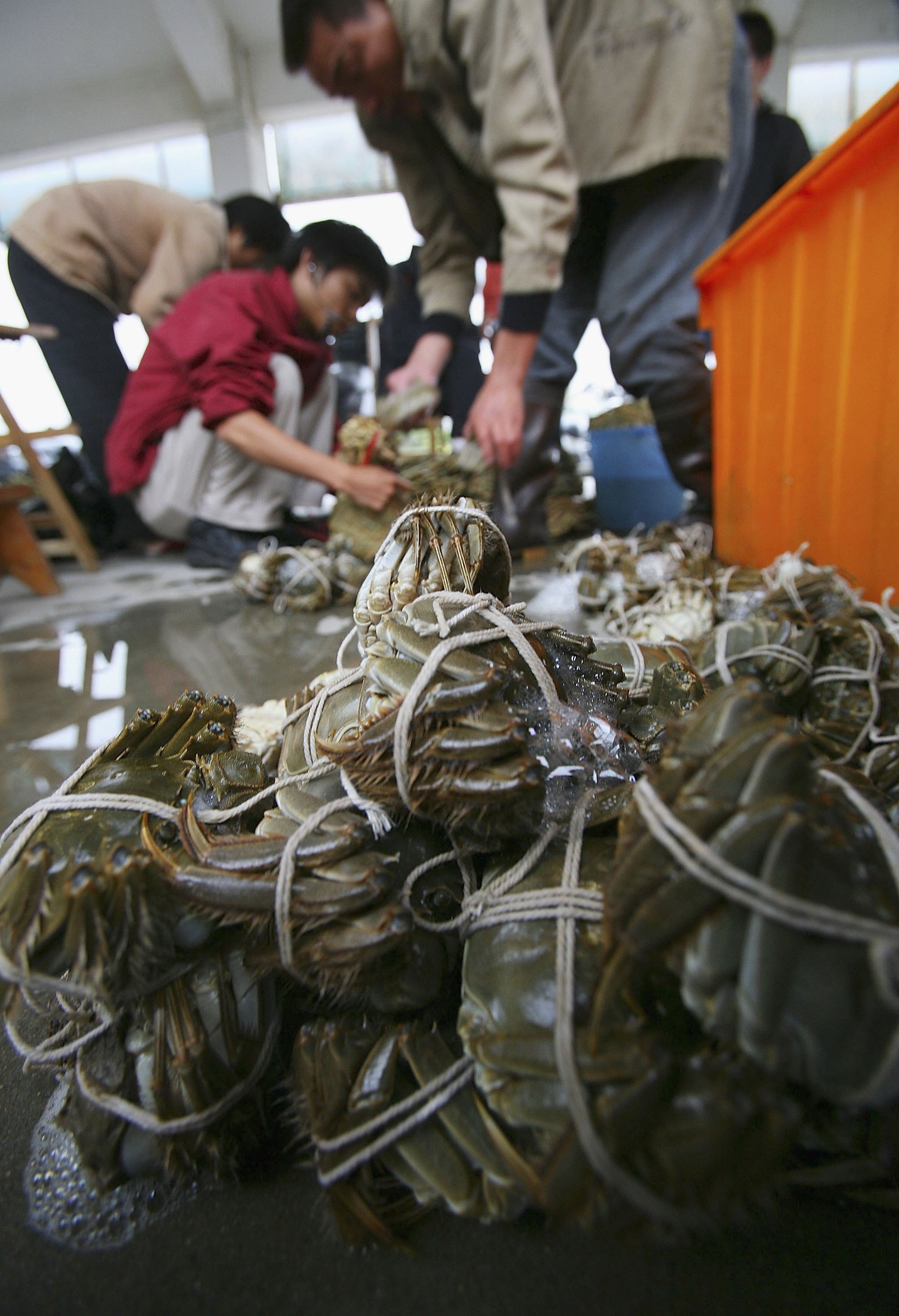 秋天時節的海鮮最是豐美,因為魚蟹兵蝦將正儲備豐厚的脂肪抵禦寒冷,此時正是儲存方厚的時機,既不乾瘦也不過於肥膩。