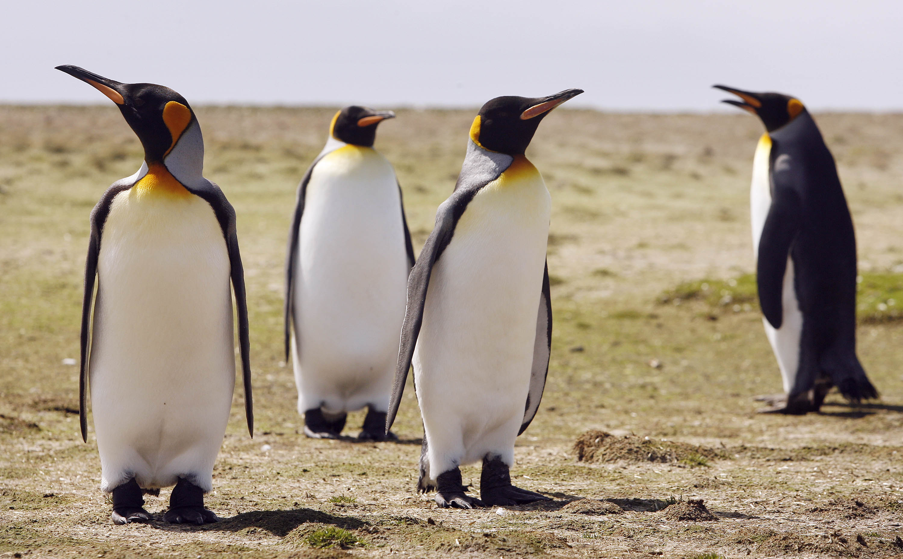 如果全球暖化持续下去，模样可爱、讨人喜欢的帝王企鹅，预计可能在公元2040年的夏天将完全消失。