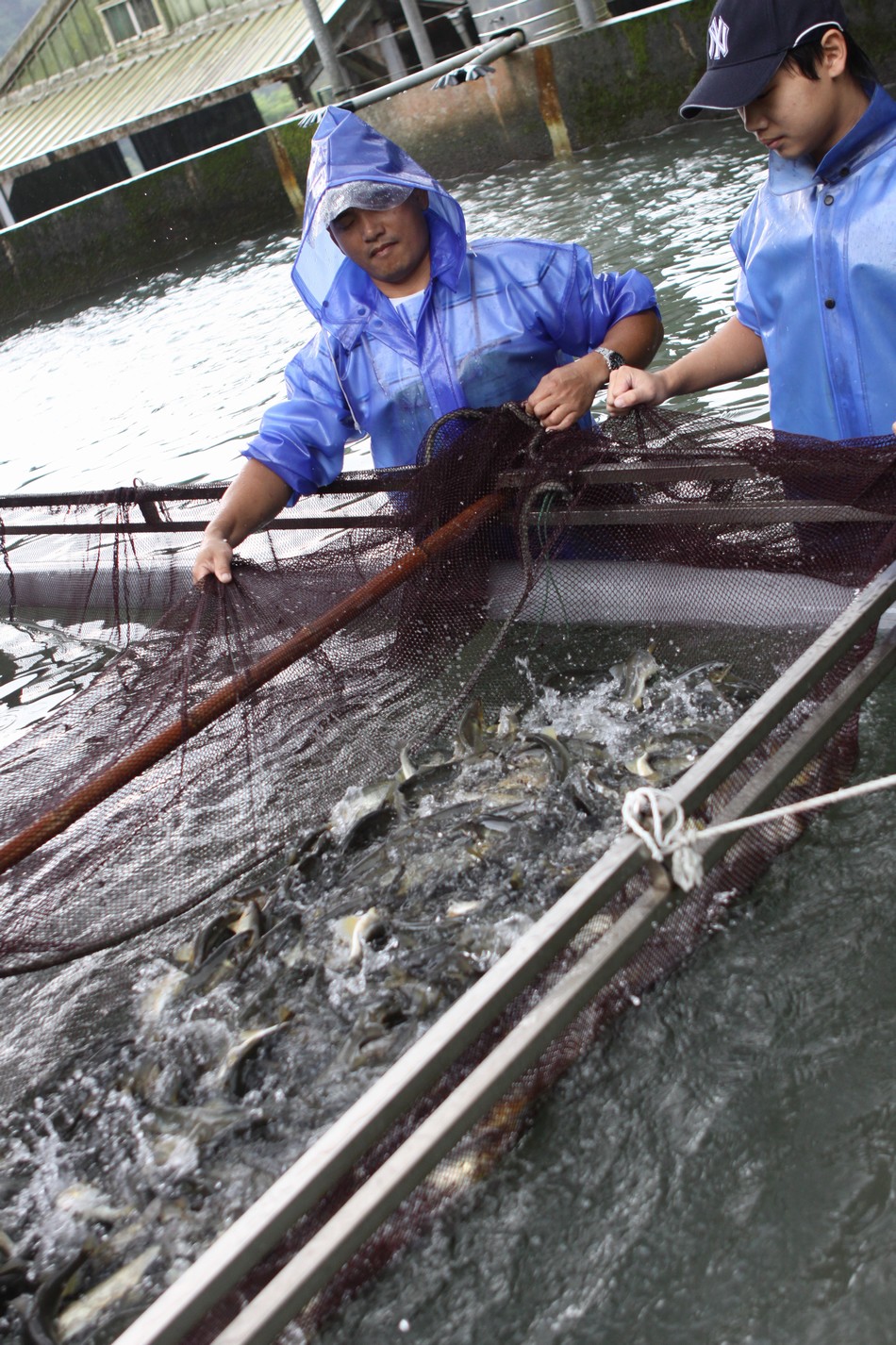 香魚養殖專業知識，林林總總，王長清以心血凝聚歷練，成績卓著。