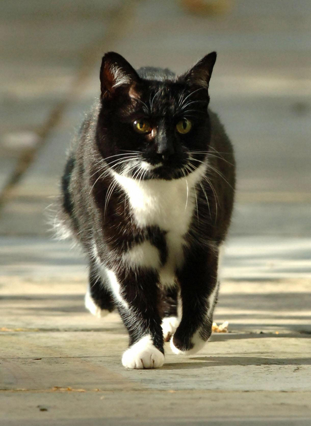 「有黑猫从家门前经过」最近成为日本上班族取得「有薪假」的理由。