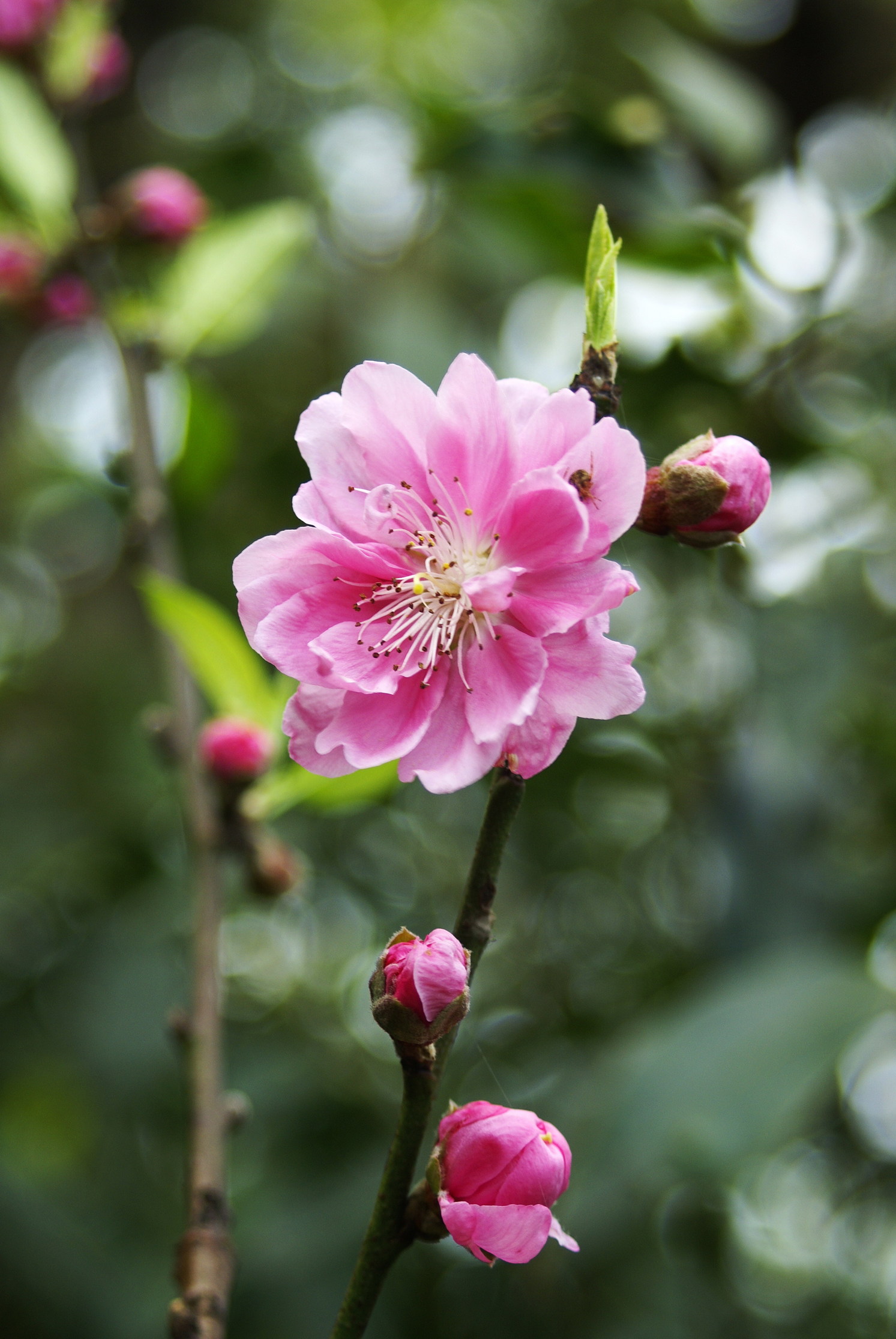 杏月賞花嘗嚐果