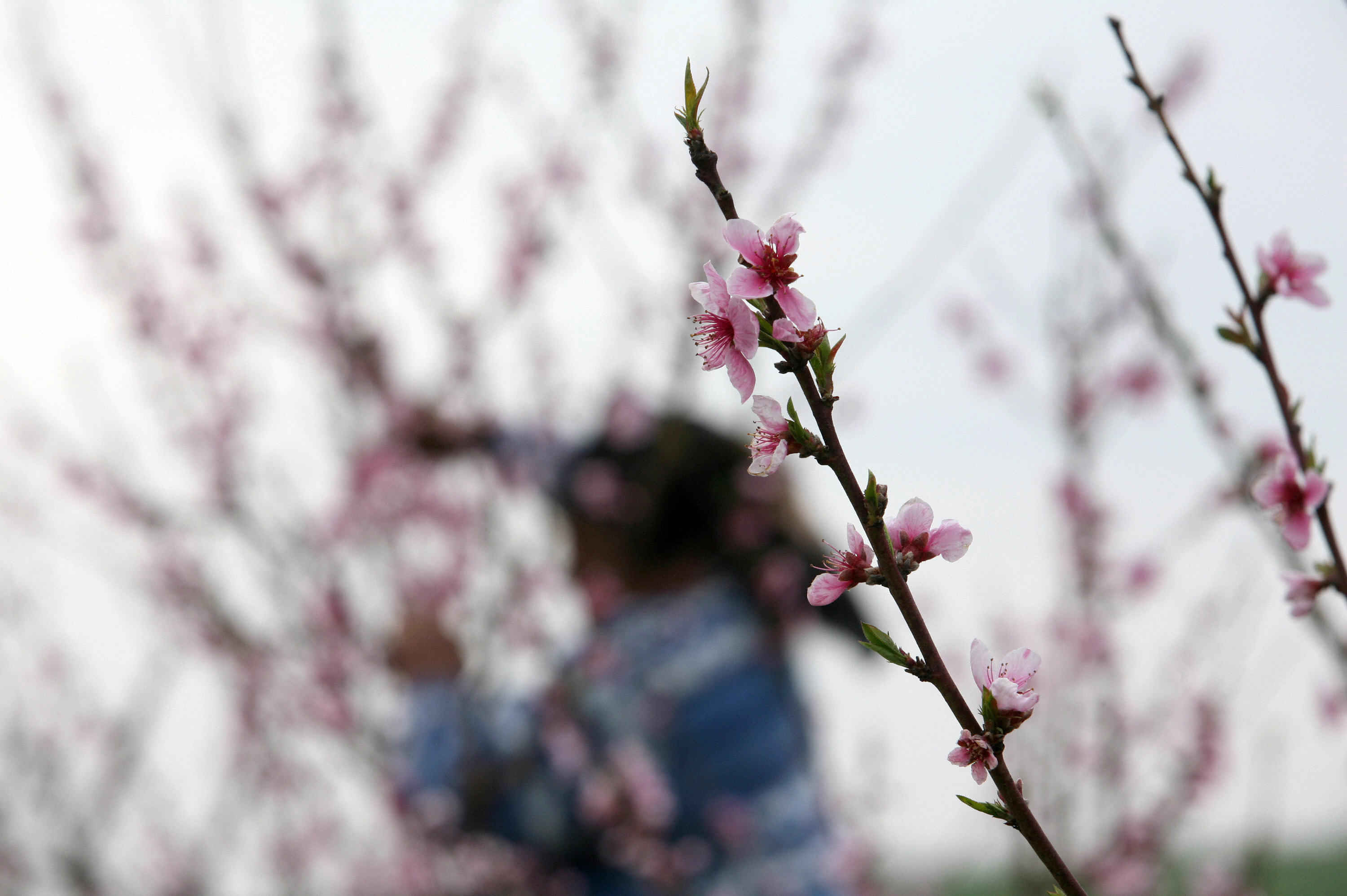 嬌媚桃花舞春風