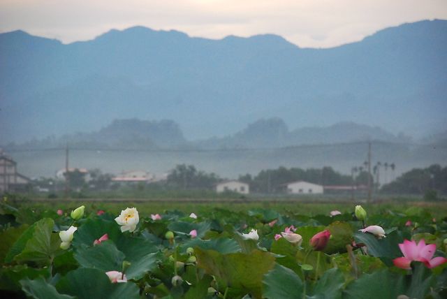 白河蓮花 仲夏飄香