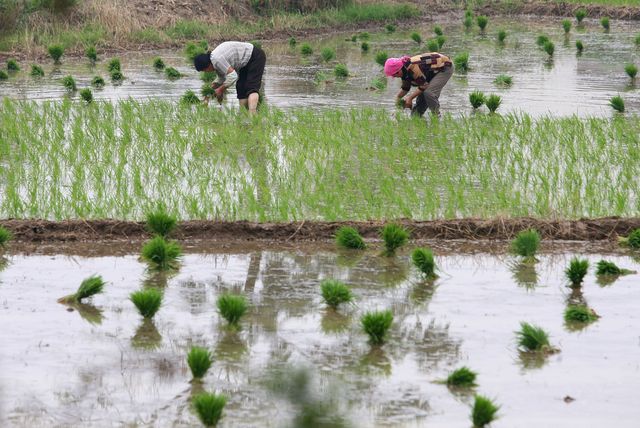 明朝科学家徐光启 为亚洲农业打下坚实基础