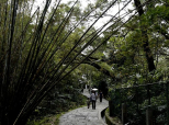 桐花公園──靜謐中找回童趣