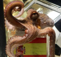 章魚哥告訴我們甚麼？