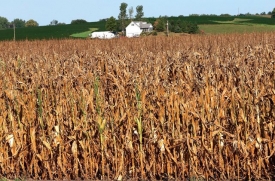 橫掃美國中西部的大乾旱，讓當地的玉米、大豆等主要農作物全成一片焦土。Getty Images