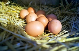 雞蛋的氨基酸含量和比例最接近人體，所以最容易被人體消化吸收。Getty Images