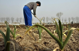 中國農戶收割玉米必須先向鎮政府繳費辦證，沒有砍伐證就不能「砍伐」。