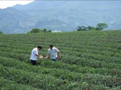 茶王、茶仙 高手種出一片天