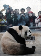 中共辦奧運時，特地從四川運送8隻熊貓到北京供外國運動員和遊客觀賞，稱為「奧運熊貓」。這年頭在中國，甚麼東西跟奧運沾上邊，就有特殊性。