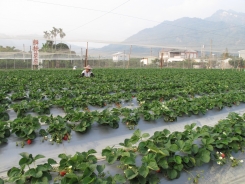 國姓的草莓園已經結實纍纍，是一個適合呼朋引伴、全家共遊的好所在。