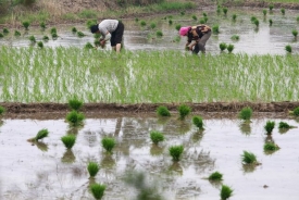 明朝科學家徐光啟 為亞洲農業打下堅實基礎